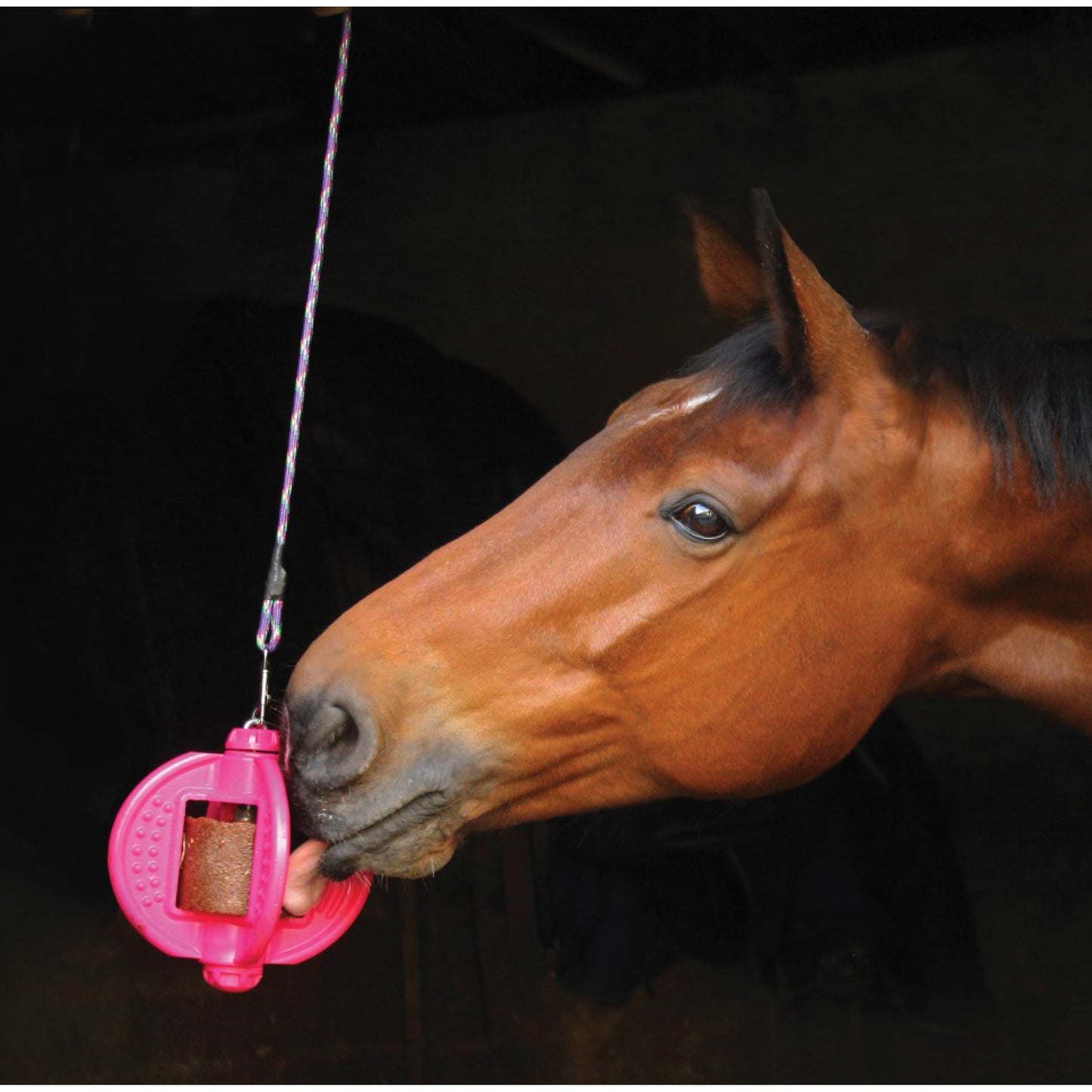 Bizzy Horse